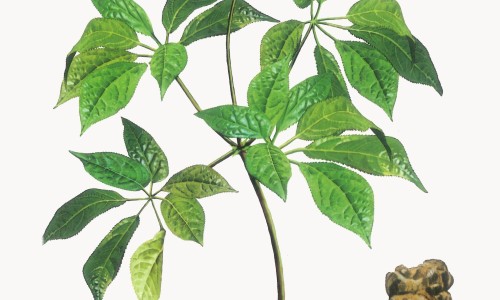 中药川甲的价格网-分享川甲珠是什么中药，川甲片的功效与作用知识库