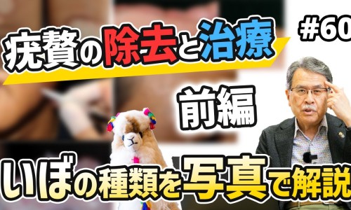 川甲片的功效与作用-中药川甲的价格网-分享川甲珠是什么中药，川甲片的功效与作用知识库